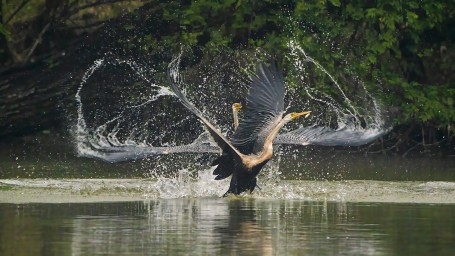 Darters fight for fish