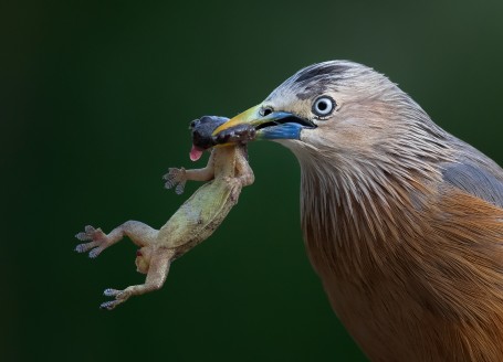 Killer Starling