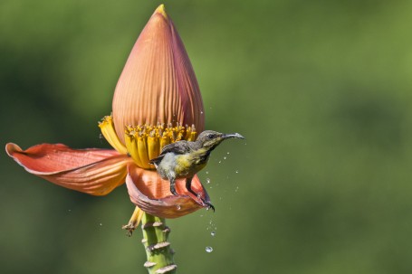 Joyful Bathing