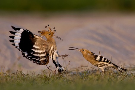 HOOPOE TERRITORIAL FIGHT