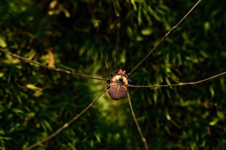 Harvestman a shepherd of tea-garden