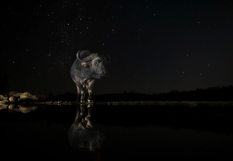 Buffalo Under The Stars