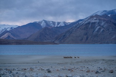 A group of wild ass at Pangong Lake