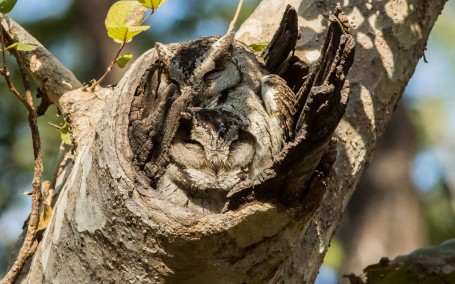 A Classic Camouflage