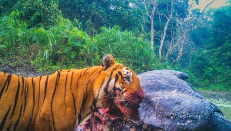 Tiger on Rhino Kill