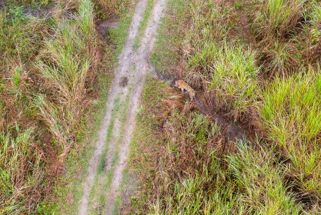 Aerial View of Tiger in its habitat