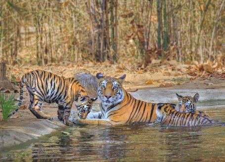 FAMILY BATH