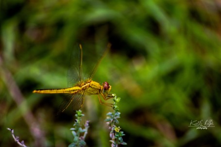 Scarlet Skimmer Dragonfly