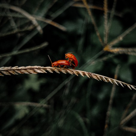 Sex amidst Nature