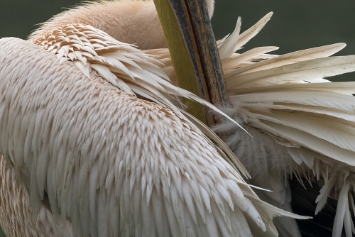 Pelican