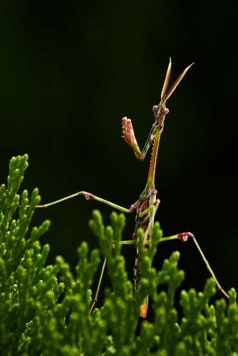 Am I looking like a dry grass?