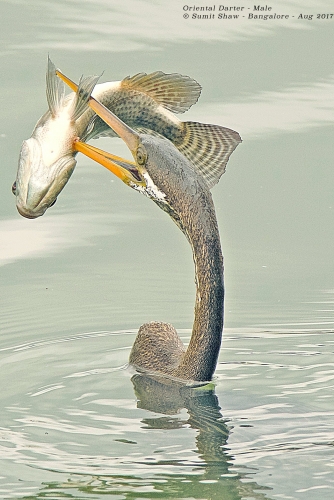 Oriental Darter in Pokey Mode