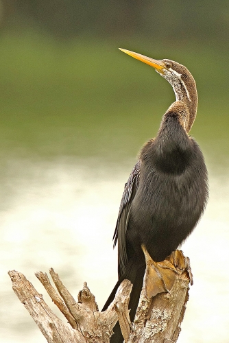 Oriental Darter Perching