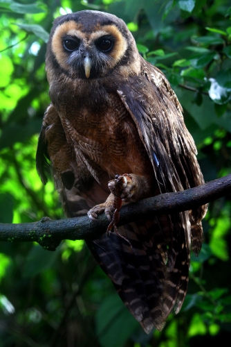 Brown wood owl (Strix leptogrammica)