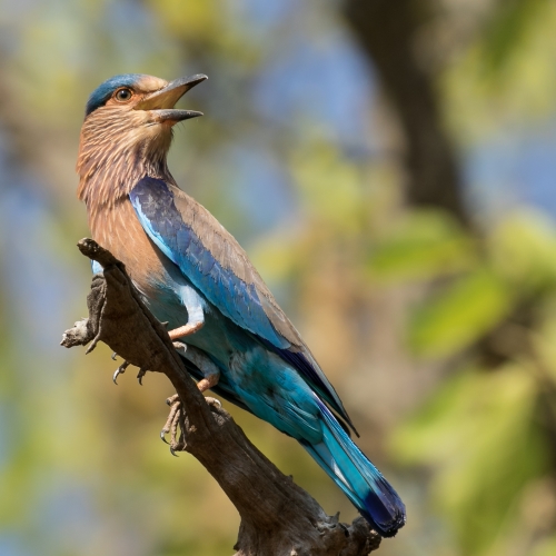 Indian Roller Bird in Hot Afternoon  at Bandhavgarh