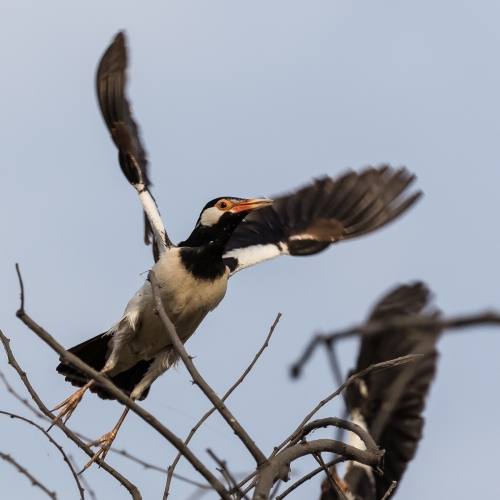 Asian Pied Starling during Take off