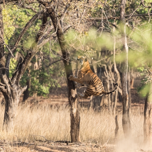 The Jumping Tigress at Bandhavgarh National Park