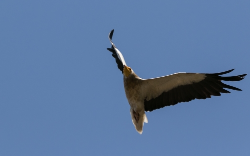 Egyptian Vulture in Flight