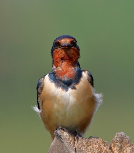 Barn Swallow 