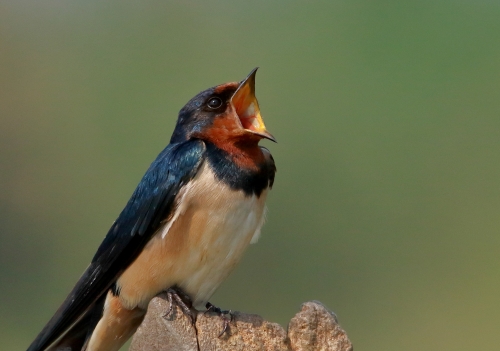 Morning Saga of Barn Swallow 