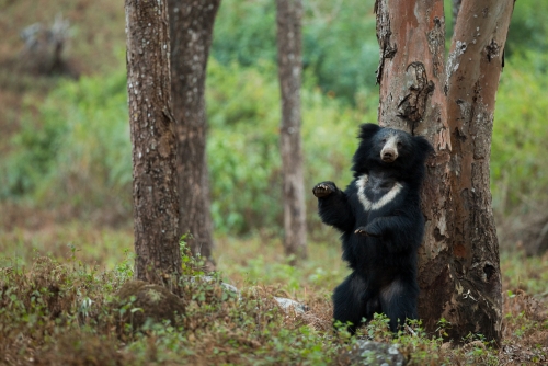 Sloth bear scratching it's back against a tree