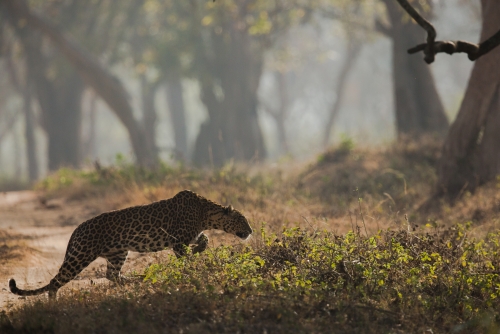 Leopard on a hunt