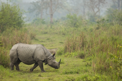 Indian one horned Rhinoceros 