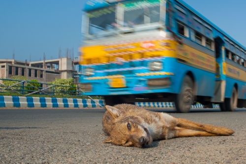 Death of a Jackal