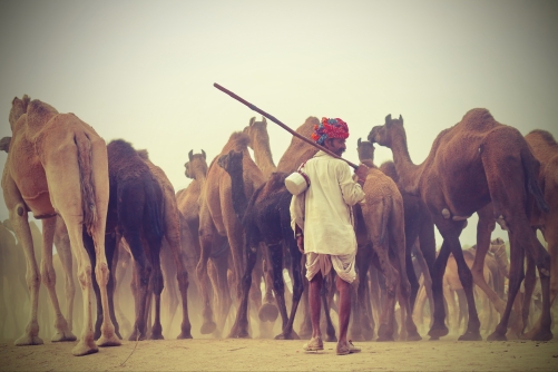 The Camel herder