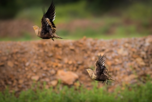 Chestnut-bellied Sandgrouse pair in flight