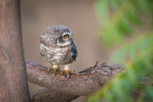 One eyed Owlet