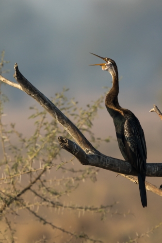 Oriental Darter Calling