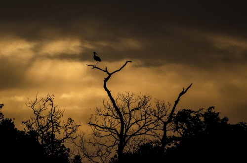 wooly stork in dark clouds