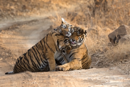 CUDDLE OF THE BEASTS