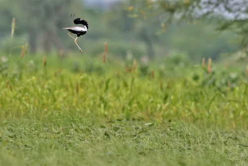 Lesser Florican - the fading leaps