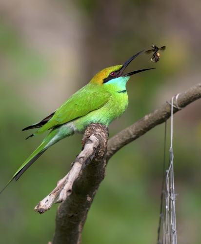 Bee-eater with catch