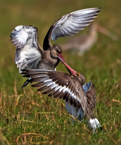 Godwit fight