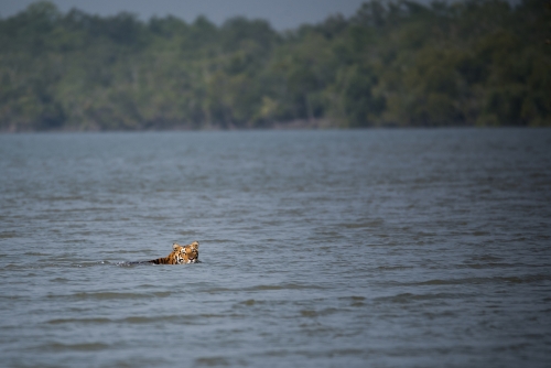 The Mangrove Swimmer