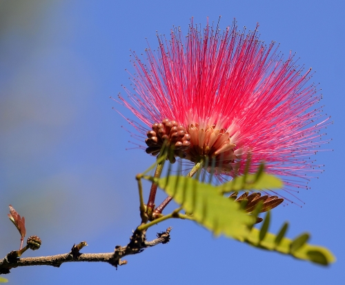 pink beauty............................