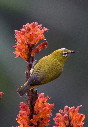 Oriental white-eye