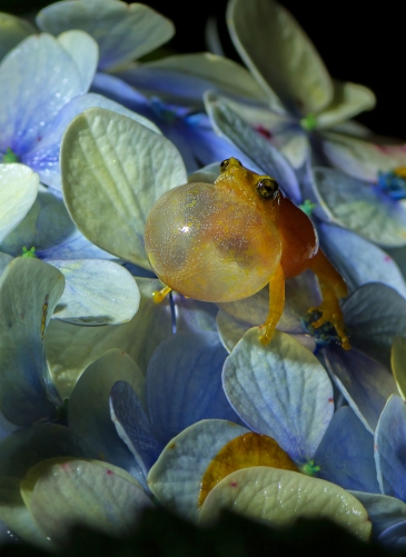 Bush Frog