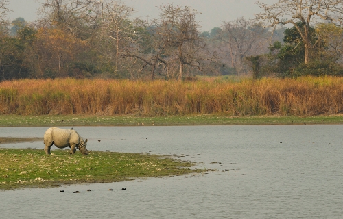 PACHYDERM PARADISE