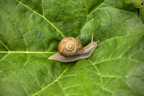 snail walk 