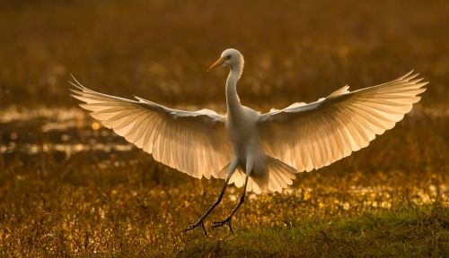 Golden Egret