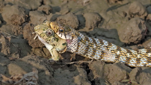 Fear is the venom impact of predator sting