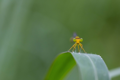 Damselfly as Superman