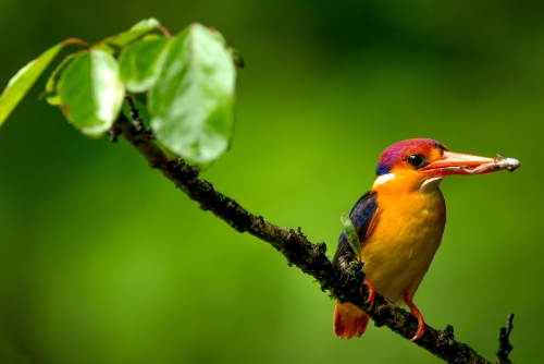 Oriental dwarf Kingfisher