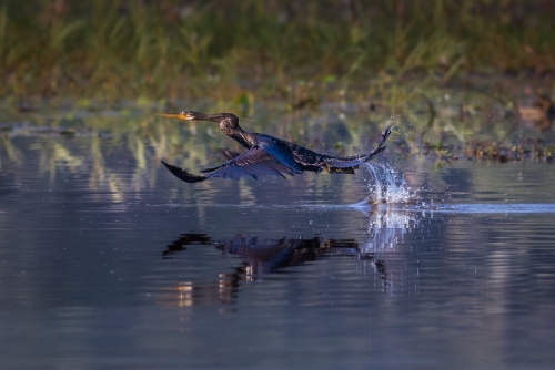 Indian Darter aka Snake bird at Goa, India.