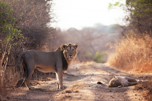 LAST LIONS OF ASIA - ASIATIC LION