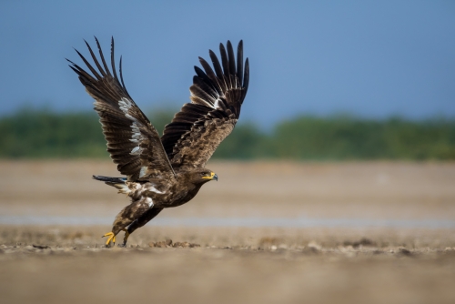 Steppe Eagle